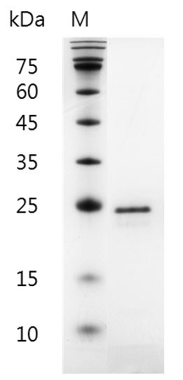 Cytokine